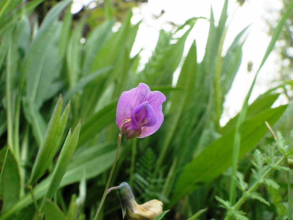 Lathyrus linifolius / Cicerchia a foglie di lino